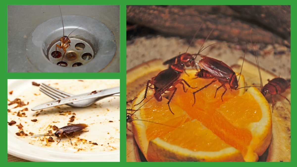 dịch vụ diệt gián tphcm