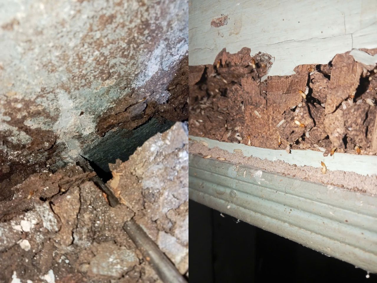 Diệt Mối Quận 1