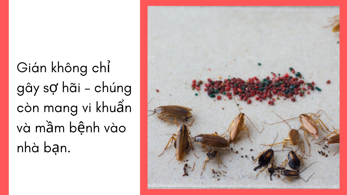 diệt gián tại tphcm