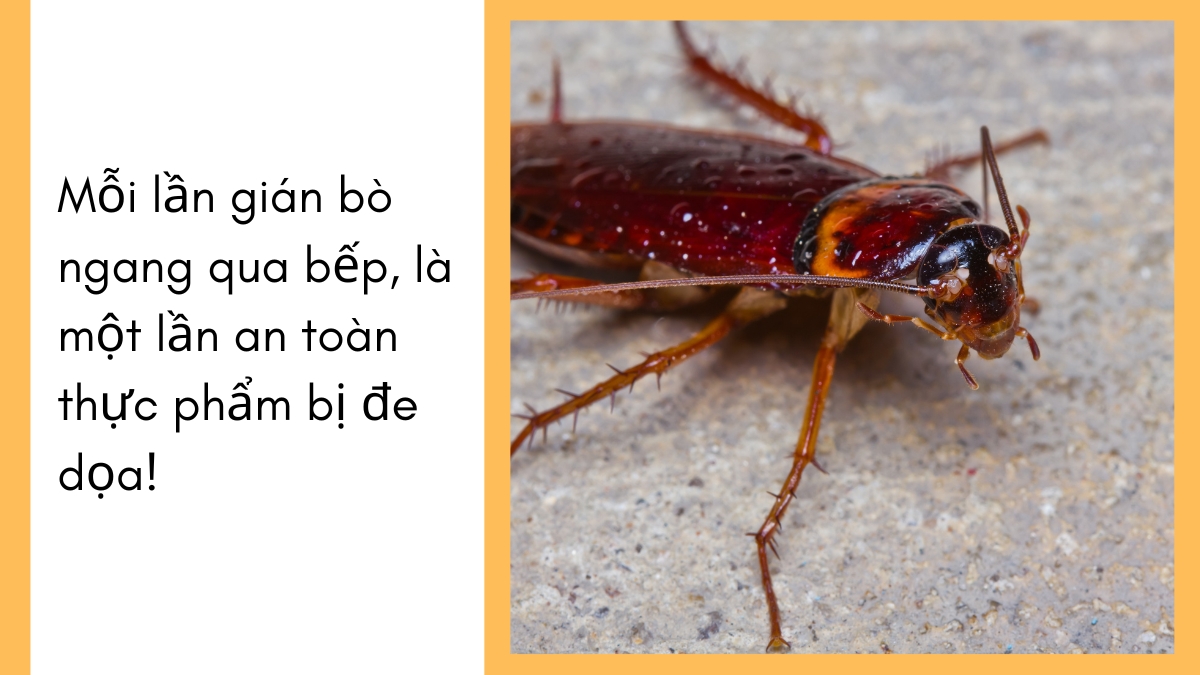 dịch vụ diệt gián tại tphcm