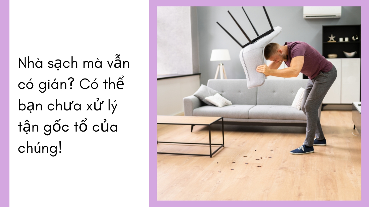 công ty diệt gián tphcm