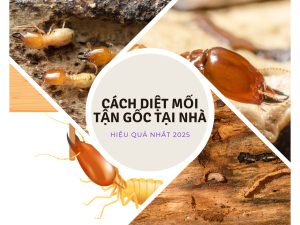 CACH DIET MOI TAN GOC TAI NHA