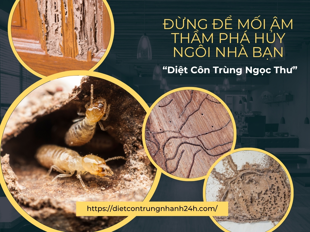 Cách diệt mối tận gốc tại nhà hiệu quả