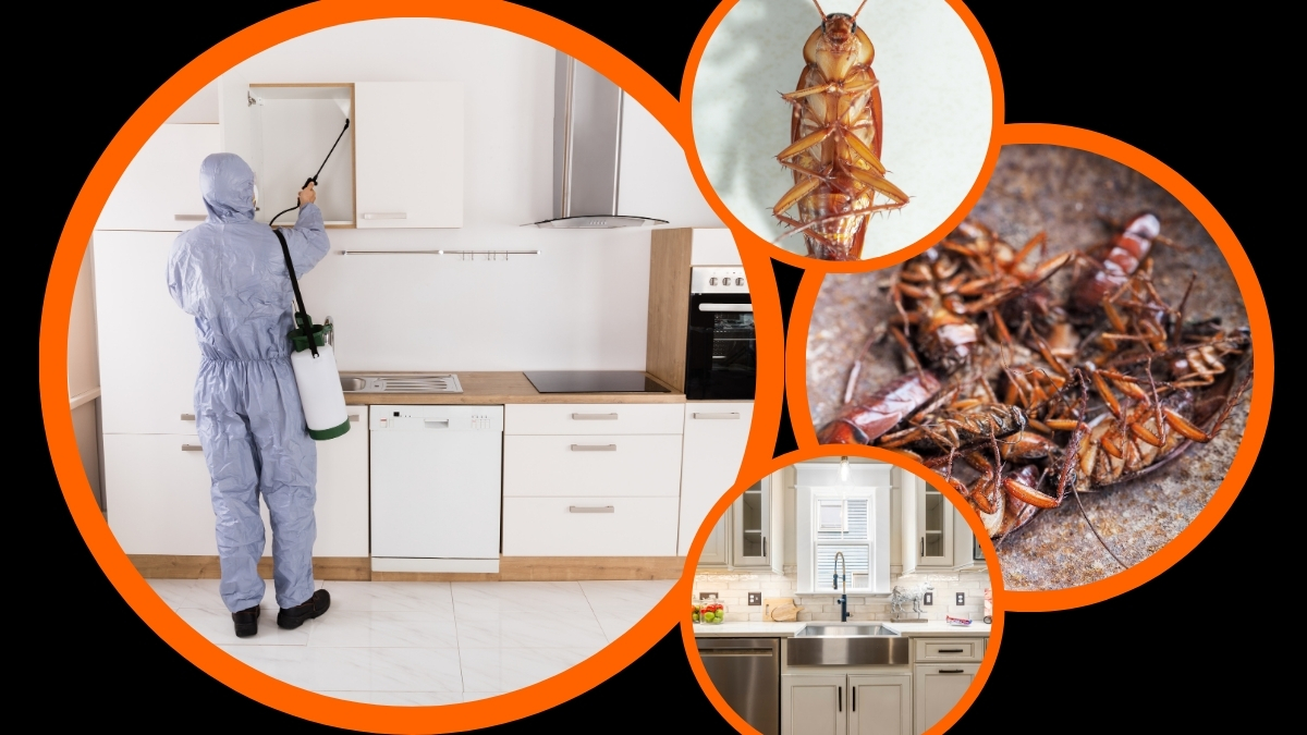 dịch vụ diệt côn trùng uy tín tại bình dương