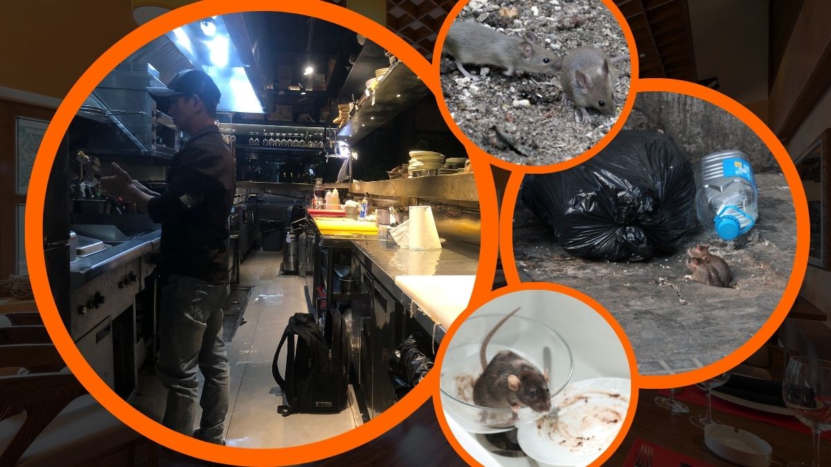 Dịch vụ diệt chuột tại quận 1