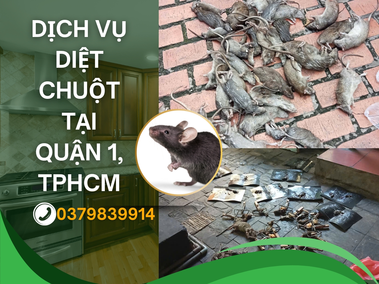 Dịch vụ diệt chuột quận1