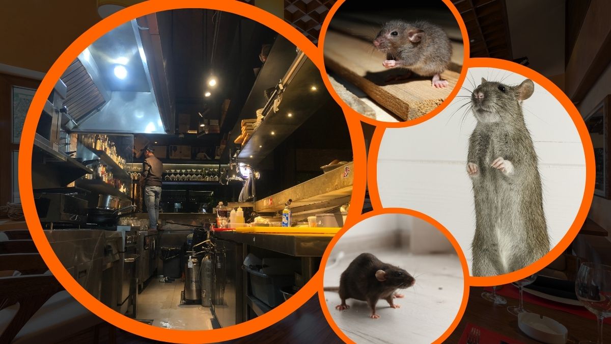 Công ty diệt chuột tại quận 1