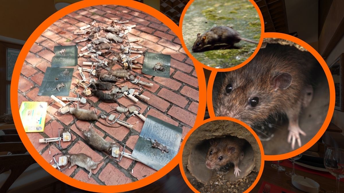 Dịch vụ diệt chuột quận 1, hcm