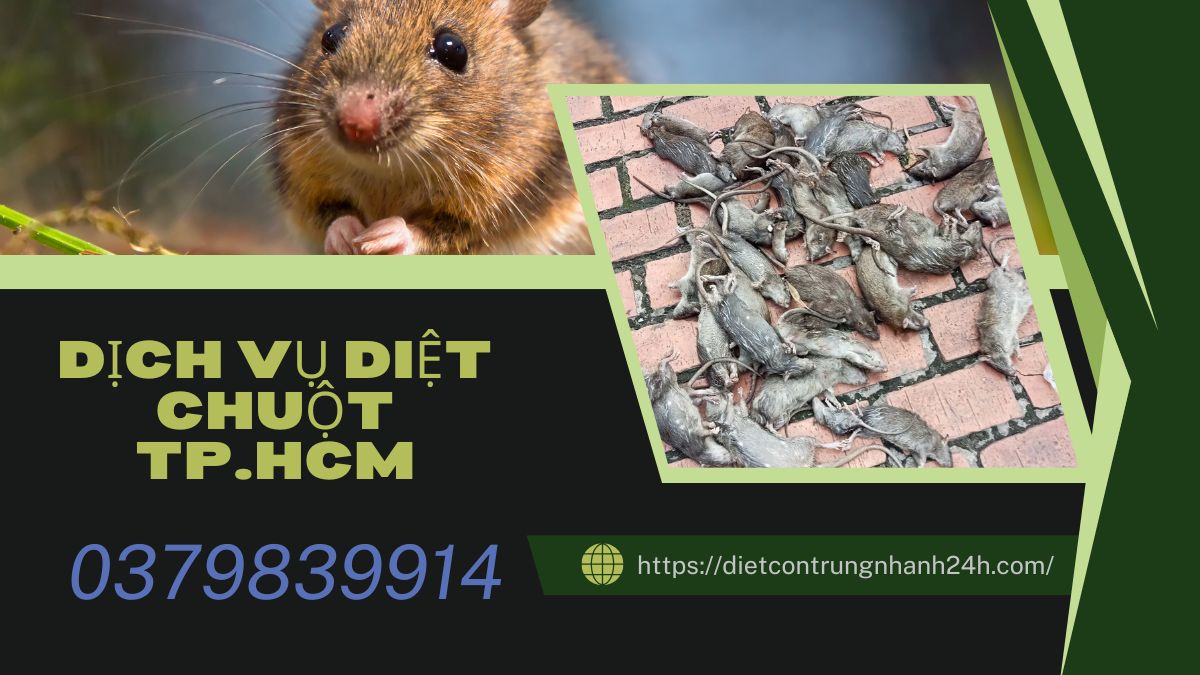 DỊCH VỤ DIỆT CHUỘT TPHCM 【24/7】 26 Dịch vụ diệt chuột tphcm
