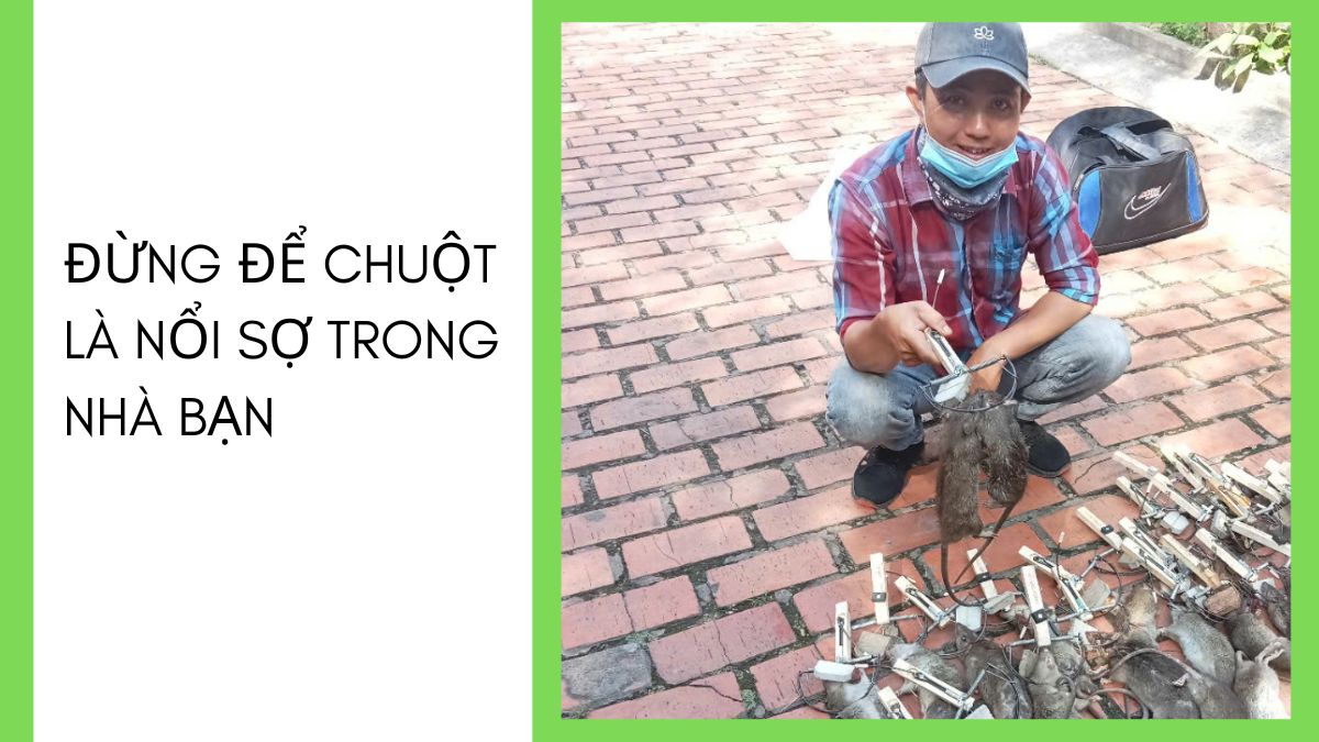 DỊCH VỤ DIỆT CHUỘT TPHCM 【24/7】 29 Dịch vụ diệt chuột tại tphcm