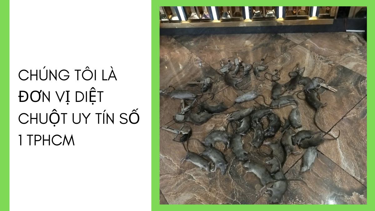 DỊCH VỤ DIỆT CHUỘT TPHCM 【24/7】 28 Dịch vụ diệt chuột tphcm an toàn