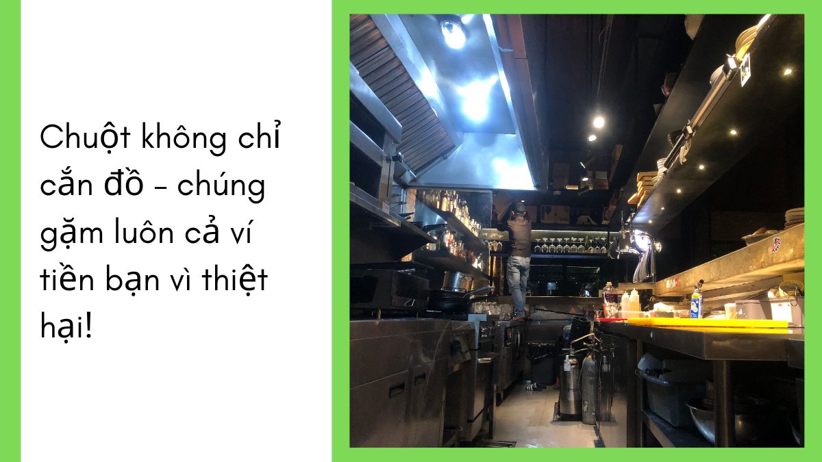 DỊCH VỤ DIỆT CHUỘT TPHCM 【24/7】 27 Dịch vụ diệt chuột tphcm giá rẻ