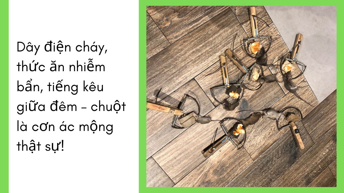 DỊCH VỤ DIỆT CHUỘT TPHCM 【24/7】 30 diệt chuột tphcm