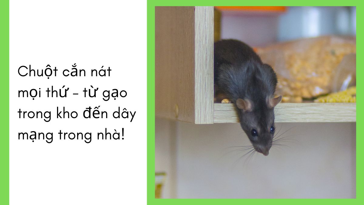 DỊCH VỤ DIỆT CHUỘT TPHCM 【24/7】 31 Dịch vụ diệt chuột tphcm số 1