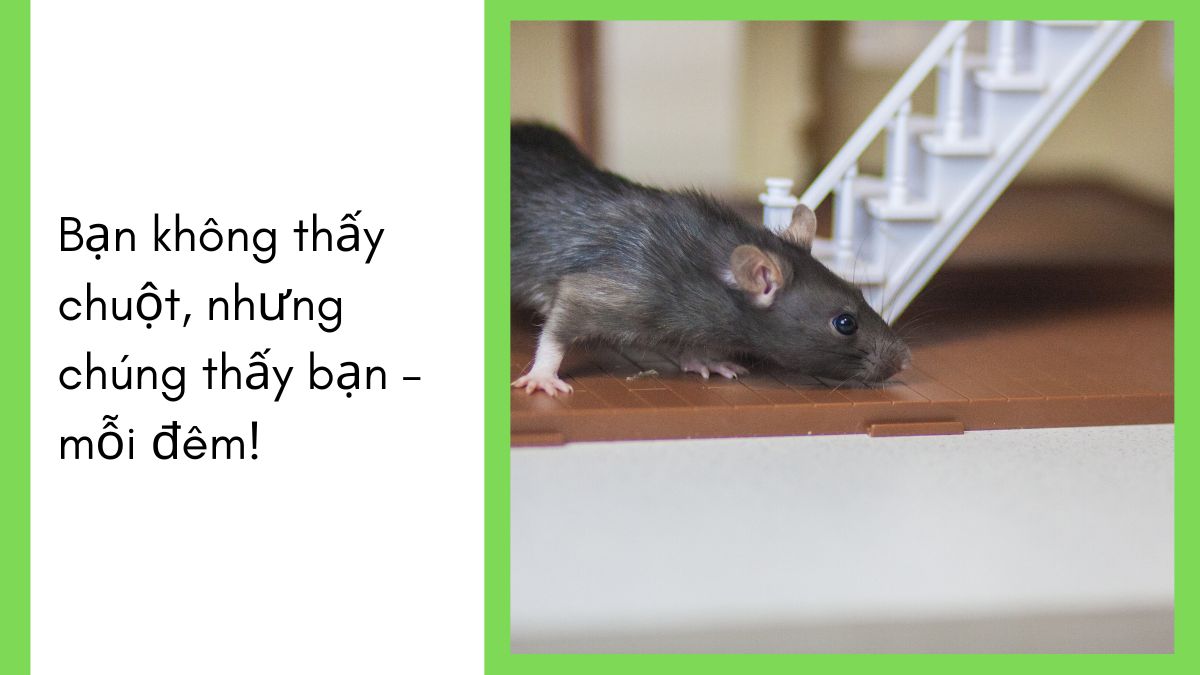 DỊCH VỤ DIỆT CHUỘT TPHCM 【24/7】 32 công ty diệt chuột tphcm