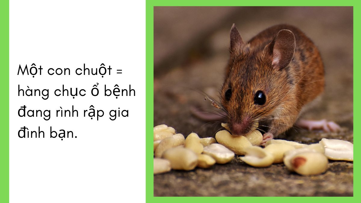 DỊCH VỤ DIỆT CHUỘT TPHCM 【24/7】 33 Công ty diệt chuột tại tphcm