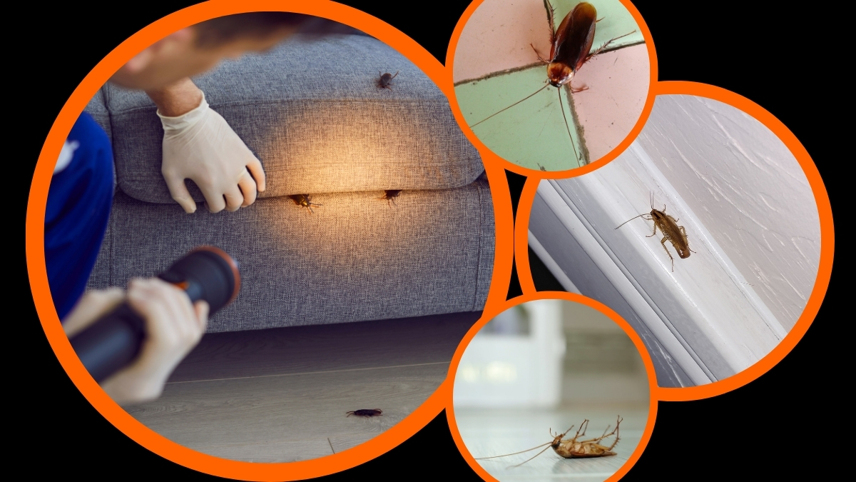 Diệt gián tại bình dương hiệu quả