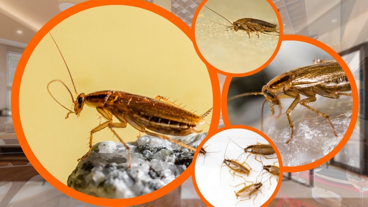 Dịch Vụ Diệt Gián Tại Nhà TPHCM - Bảng Giá Chi Tiết 2 Dịch vụ diệt gián tại nhà tphcm giá rẻ