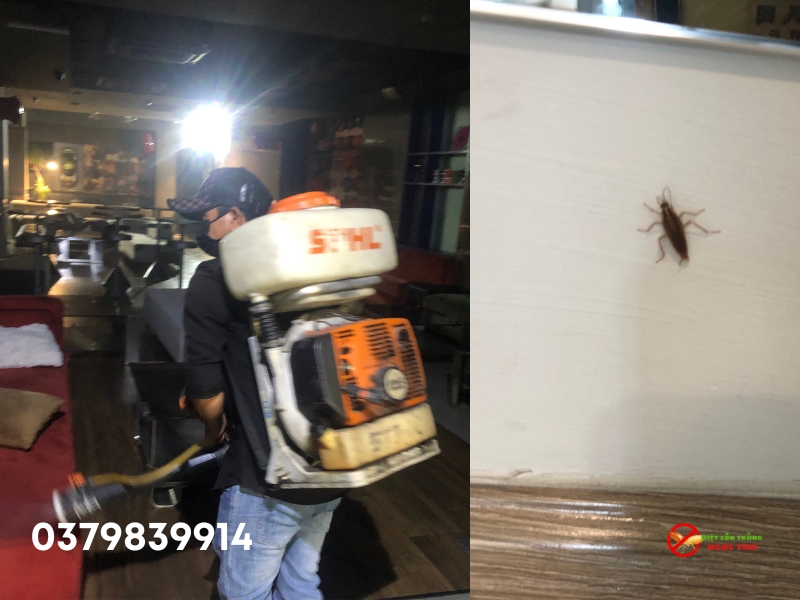 Dịch Vụ Diệt Gián Tại Nhà TPHCM - Bảng Giá Chi Tiết 6 Dịch vụ diệt gián tại nhà TPHCM, bảo hành 3-6 tháng