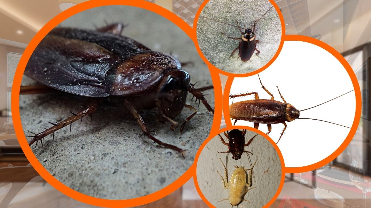 Dịch Vụ Diệt Gián Tại Nhà TPHCM - Bảng Giá Chi Tiết 5 Dịch vụ diệt gián tại nhà tphcm uy tín