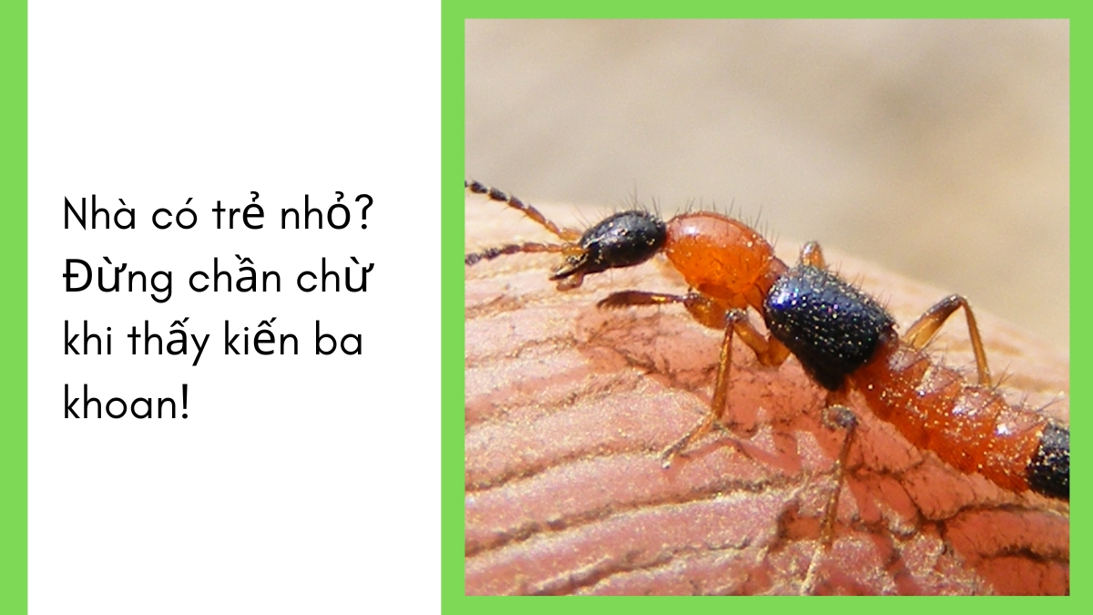 Dịch vụ diệt kiến ba khoang tại tphcm