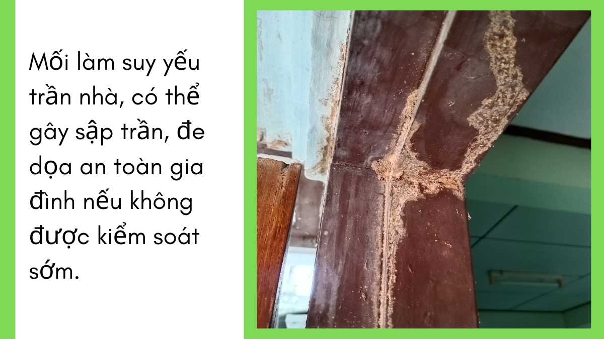 Diệt mối giá rẻ tại bình dương