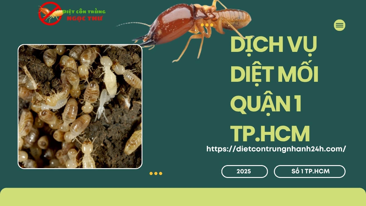 Dịch vụ diệt mối quận 1