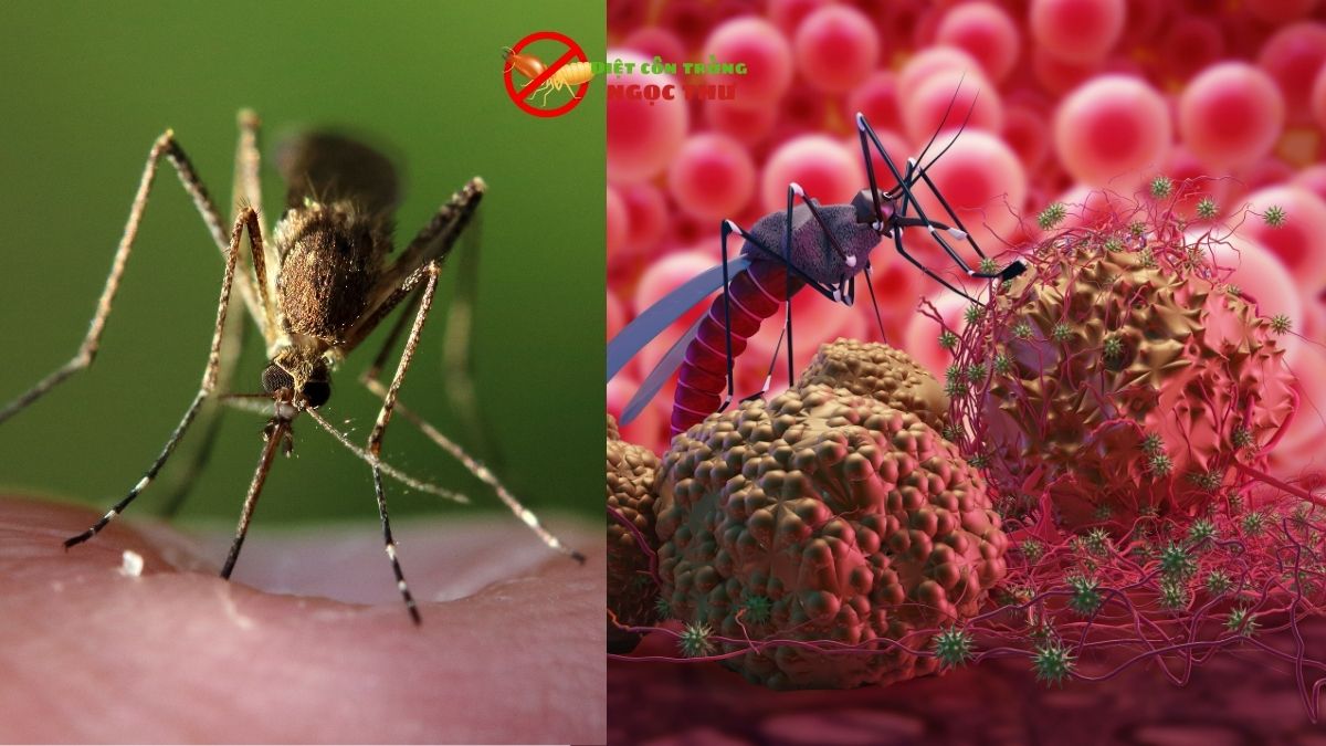 Phun Thuốc Diệt Muỗi Tại TPHCM Uy Tín