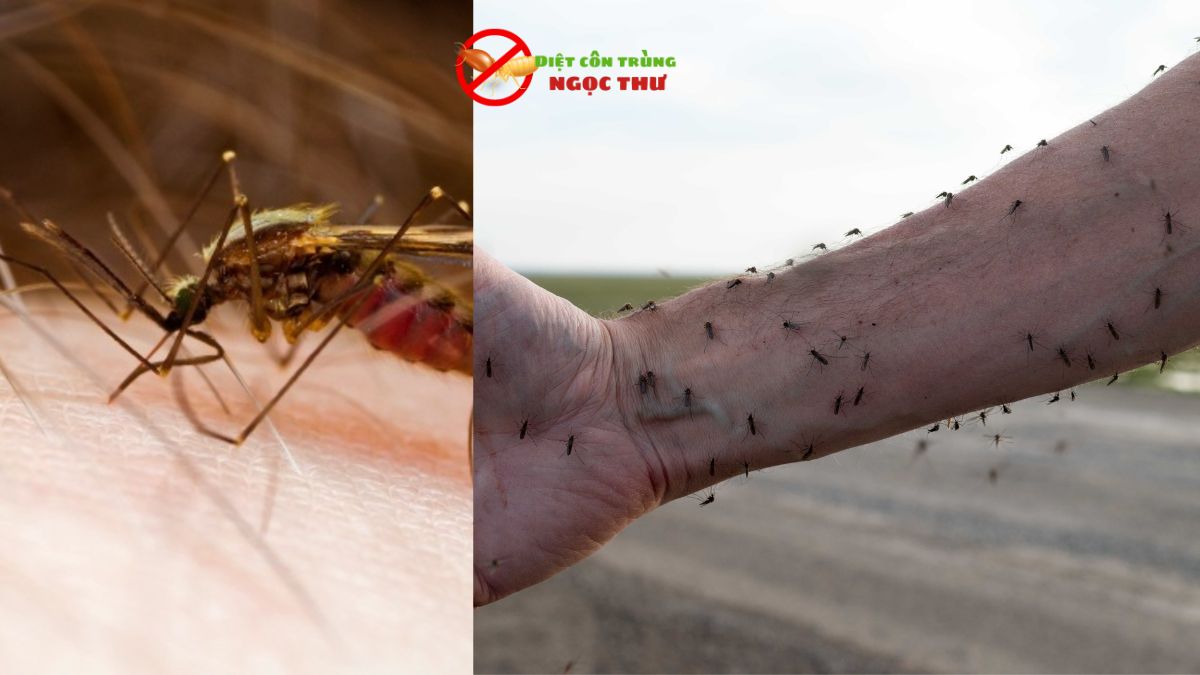 Dịch vụ phun thuốc muỗi tphcm