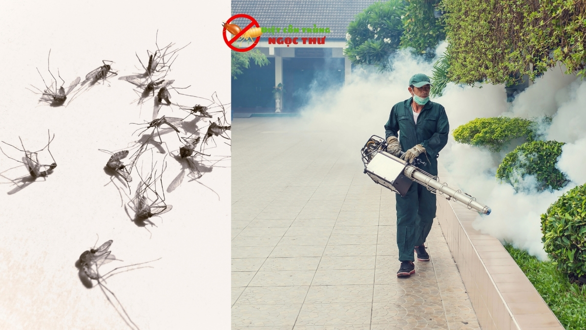 Dịch vụ phun thuốc muỗi bình dương