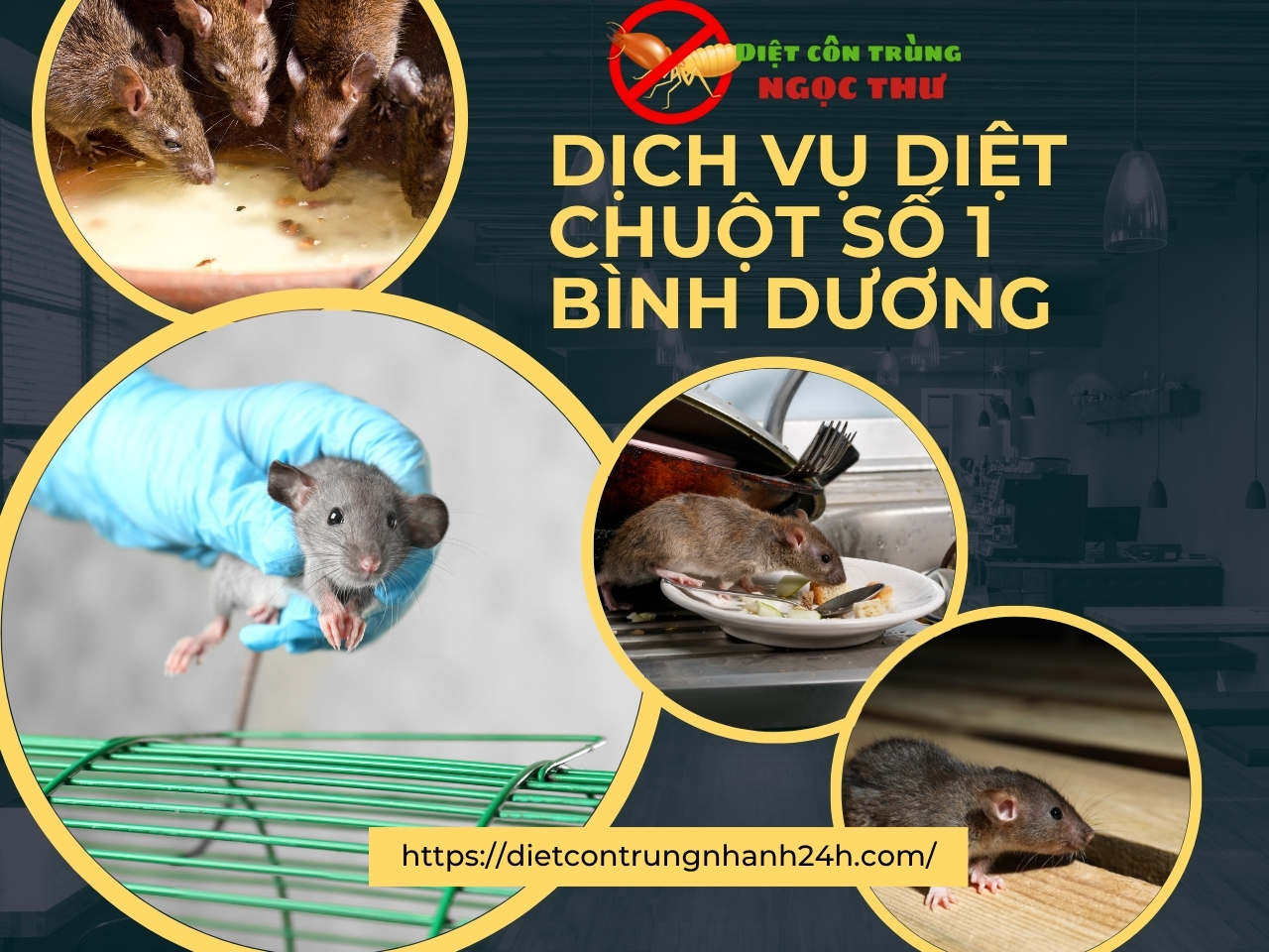 Diệt chuột Bình Dương