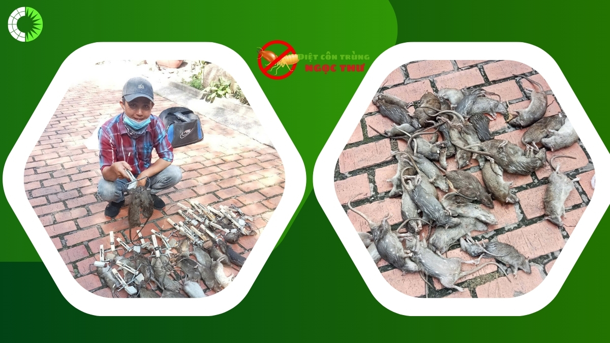Diệt chuột tại bình dương