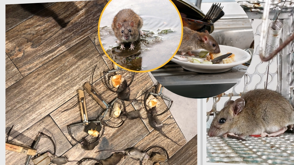 Công ty diệt chuột bình dương