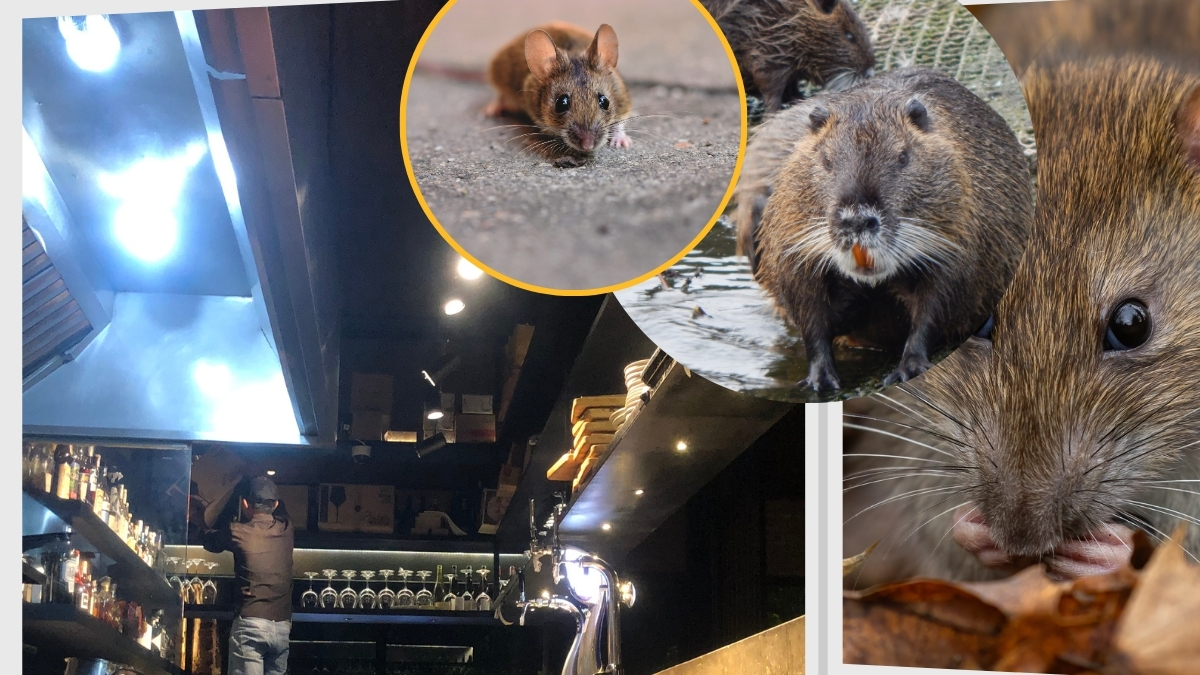 Dịch vụ diệt chuột bình dương