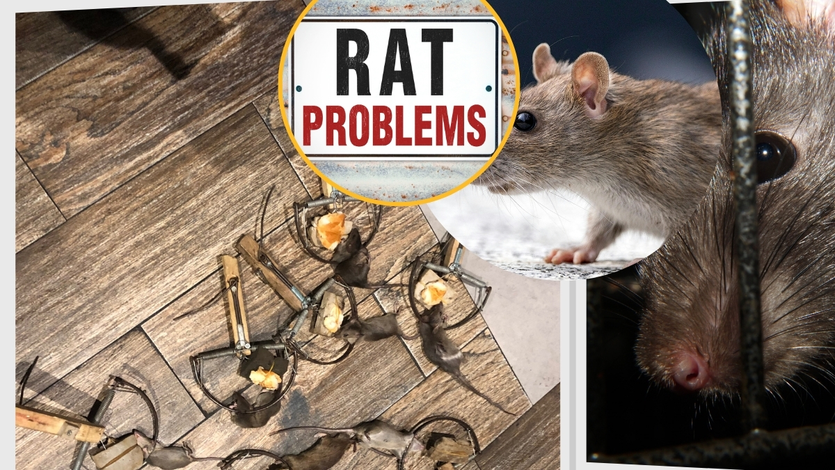 diệt chuột tại bình dương