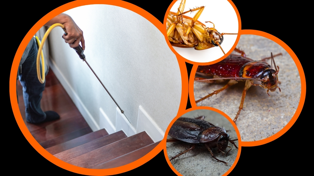 công ty diệt gián tại bình dương