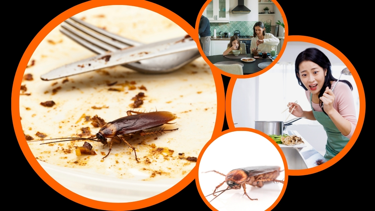 Diệt gián bình dương giá rẻ