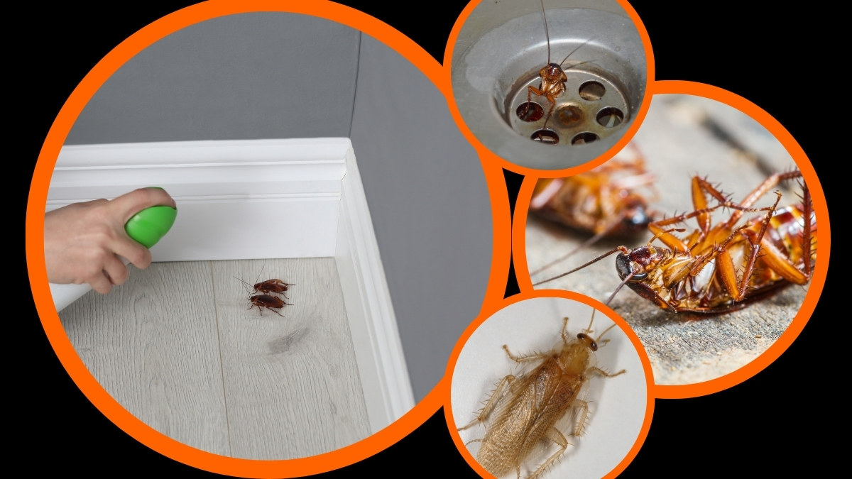 diệt gián an toàn tại bình dương