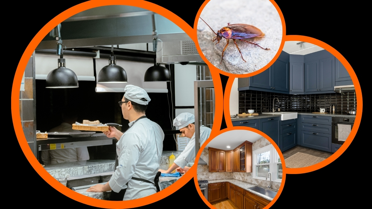 Dịch vụ diệt gián bình dương