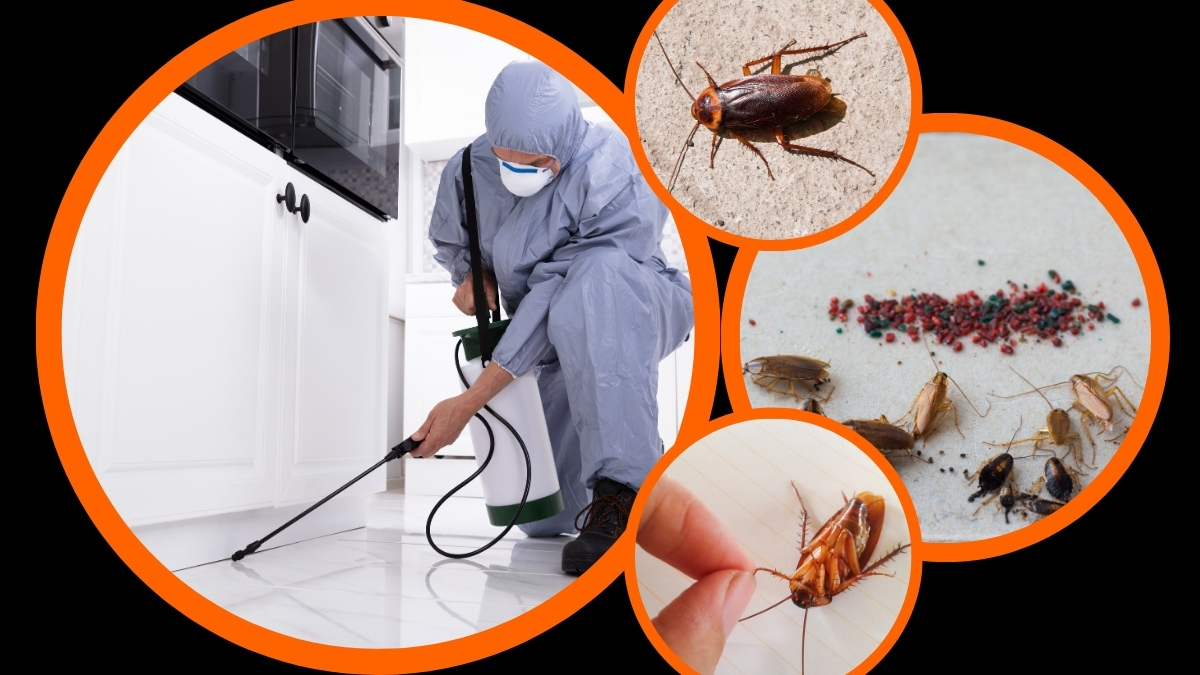 Diệt gián bình dương