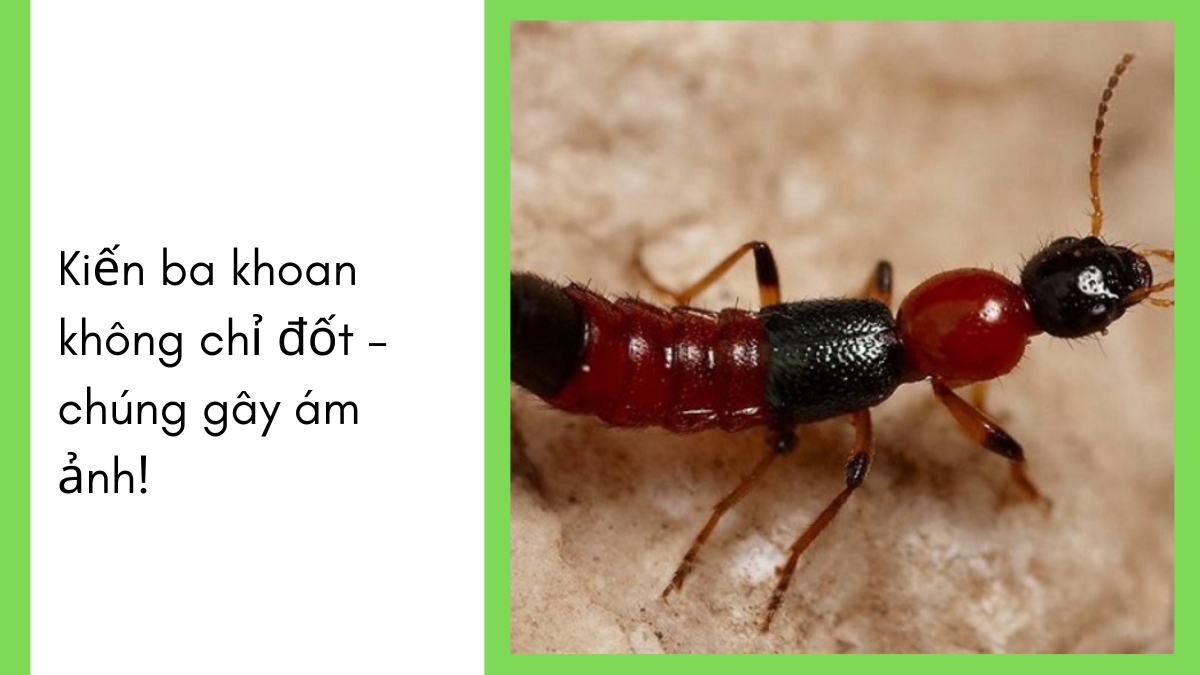 Diệt kiến ba khoang tại hcm