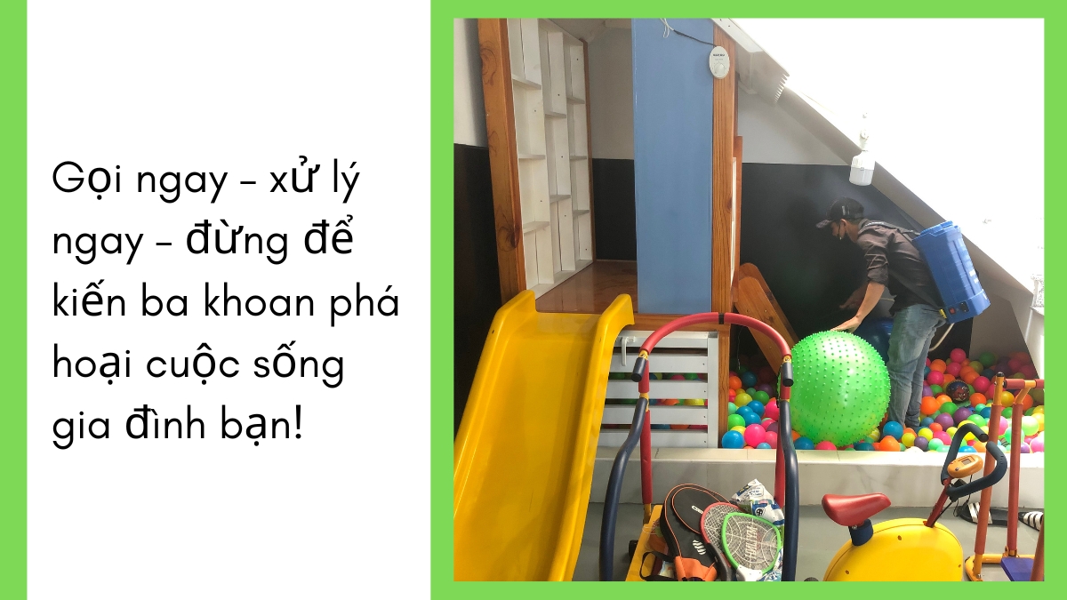 Dịch vụ diệt kiến ba khoang chuyên nghiệp