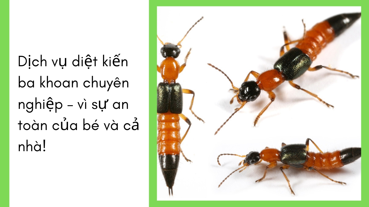 Dịch vụ diệt kiến ba khoan tại tphcm