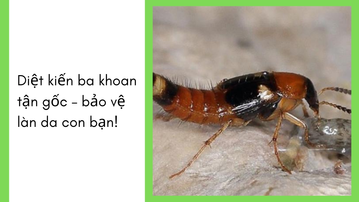 diệt kiến ba khoang