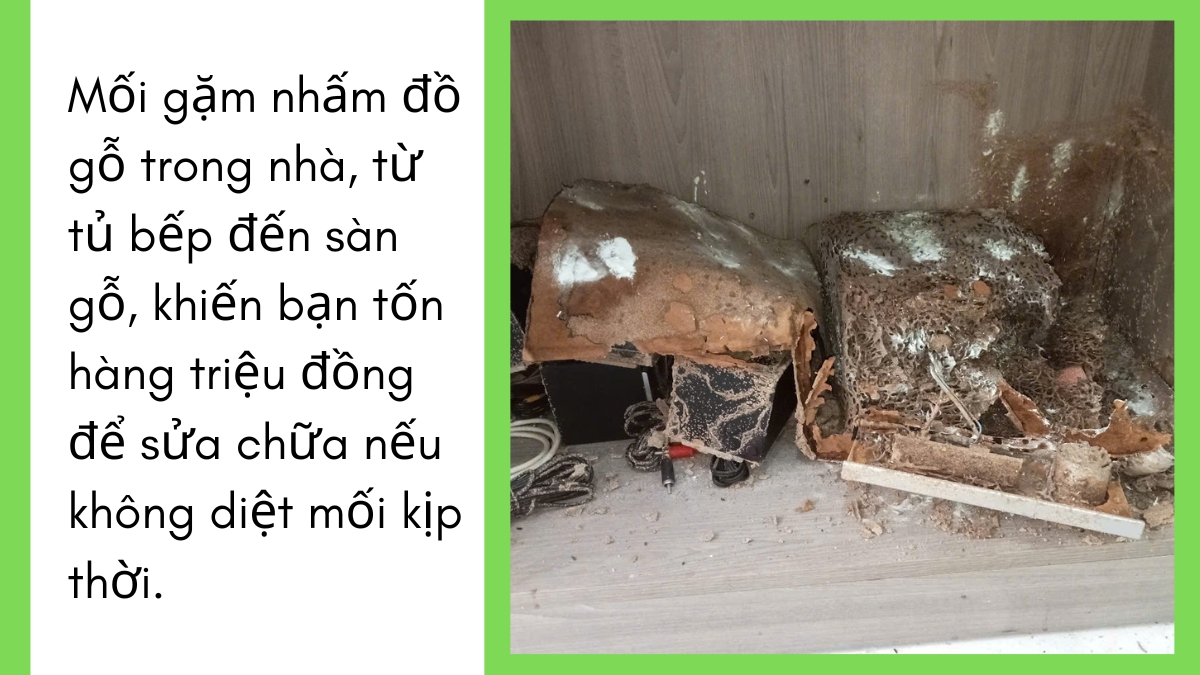 Diệt mối tại bình dương