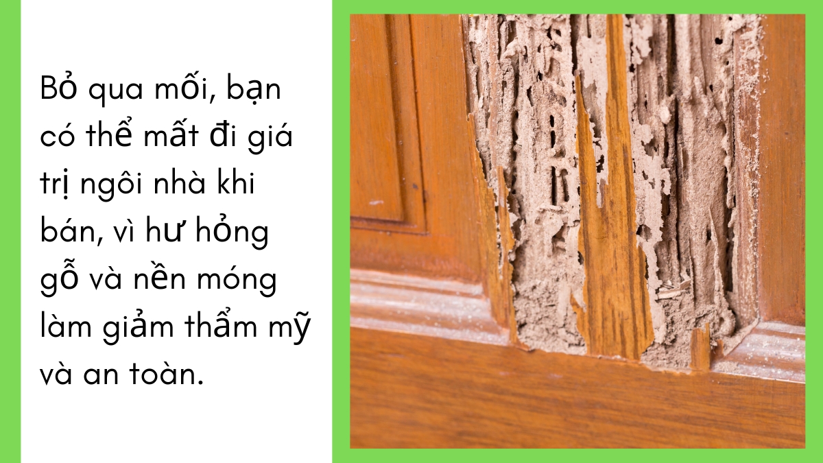 Diệt mối tận gốc bình dương