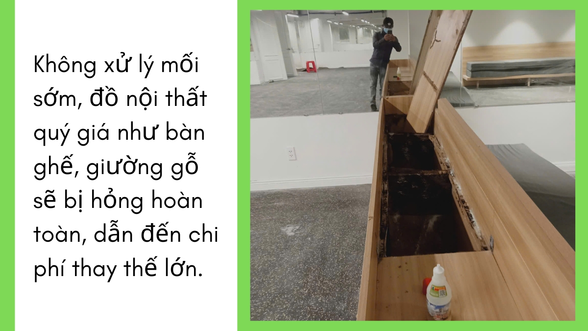 Diệt mối tận gốc bình dương