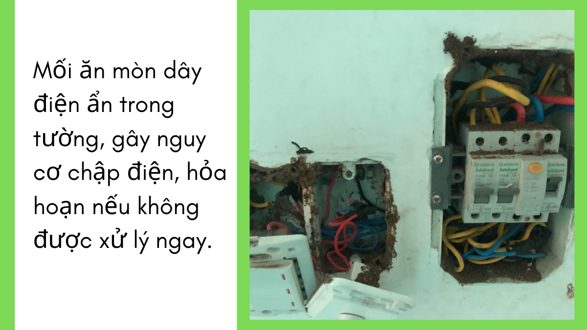 Diệt mối bình dương giá rẻ