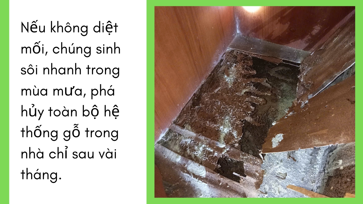 Diệt mối bình dương uy tín