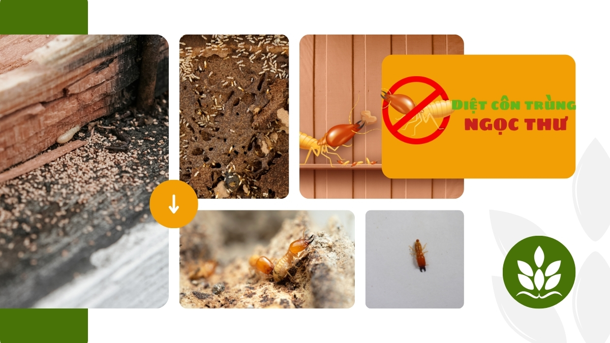 Dịch vụ diệt mối quận 1